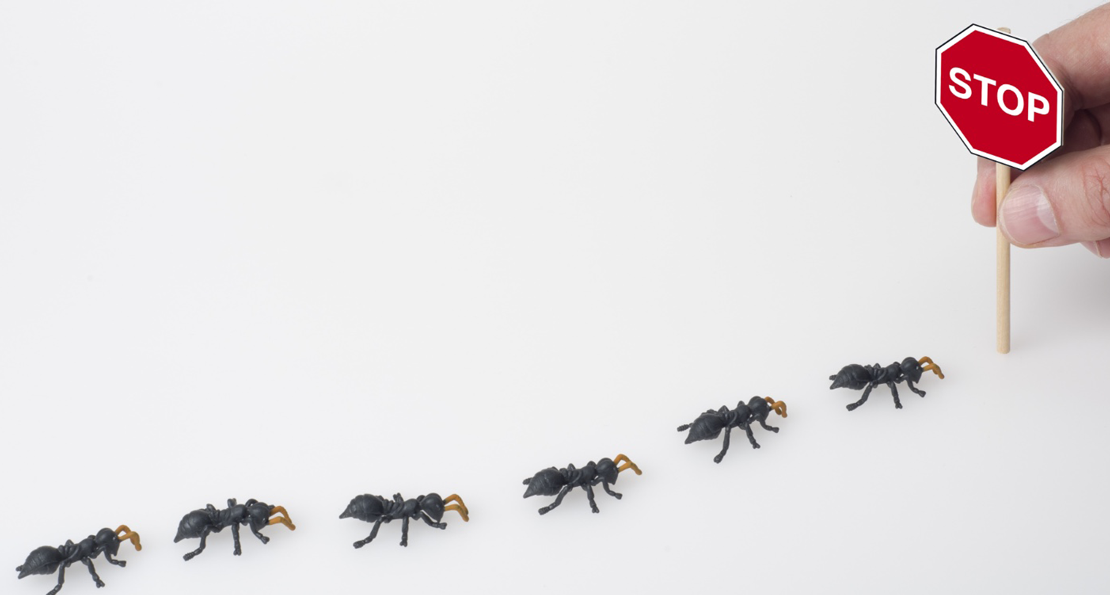 How to keep bugs from infesting your home